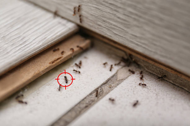 Best Termite Control Services  in Old Jefferson, LA