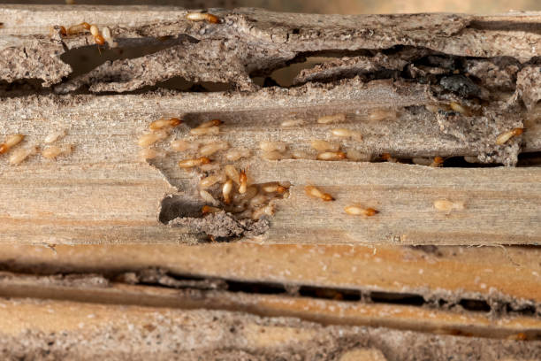 Best Pest Removal Services  in Old Jefferson, LA